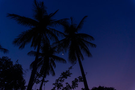 Beautiful sunset sky with shades from blue to pink, with palm trees and the moon appearing, in Don Det, 4000 islands, Laos.の写真素材