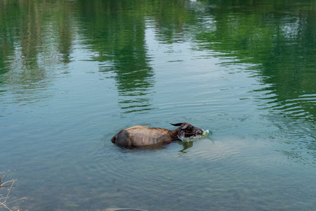 Yak swimming in the mekong in Don Det, 4000 islands, Laos.の写真素材