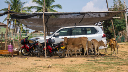 Herd of cows in Laos countryside, close to car parked in champasak, near Pakse, Laos.の写真素材