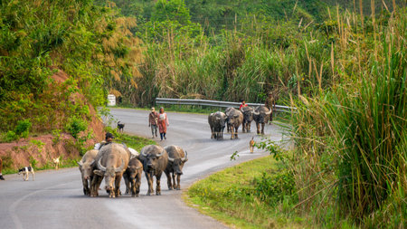 Herd of yak on the road, Thakhek loop, Laosの写真素材