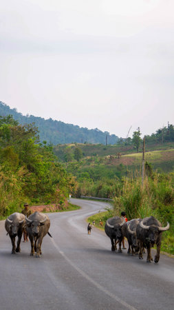 Herd of yak on the road, Thakhek loop, Laosの写真素材