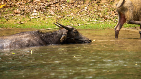 Cows swimming in the mekong river, Thakhek loop, Laos.の写真素材