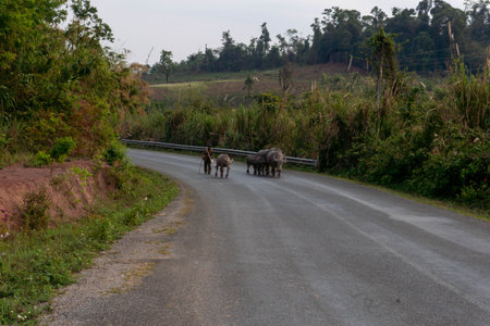 Herd of yak on the road, Thakhek loop, Laosの写真素材