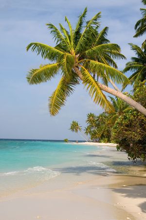 Maldivian sand beach and coconut treesの写真素材