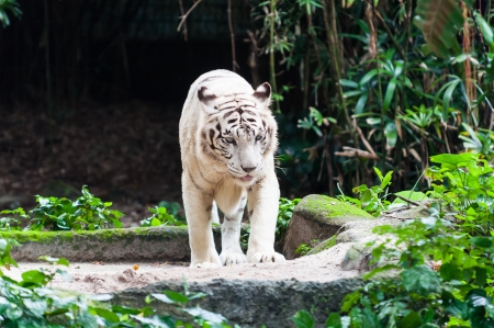 A white Bengal tiger (Panthera tigris tigris) at the Singapore Zoo.の写真素材