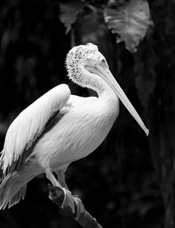 A spot-billed pelican  Pelecanus philippensis  perched atop  の写真素材