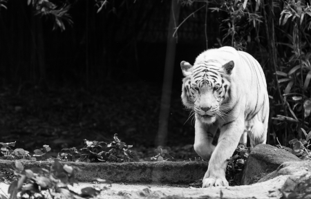 A white Bengal tiger  Panthera tigris tigris  の写真素材