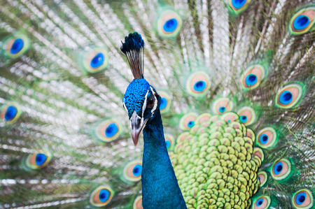 An Indian peacock (Pavo cristatus) at KL Bird Park in Kuala Lumpur, Malaysia.