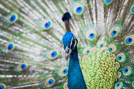 An Indian peacock (Pavo cristatus) at KL Bird Park in Kuala Lumpur, Malaysia.の写真素材