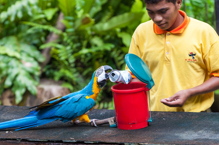 A blue and yellow macaw cleans up trash at the KL Bird Park on December 27, 2013 in Kuala Lumpur, Malaysia のeditorial素材