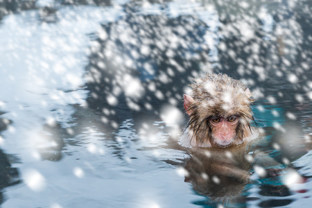 A baby snow monkey (macaca fuscata) bathes in the hotsprings at Jigokudani Monkey Park in Japan.の写真素材