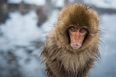 A baby snow monkey (macaca fuscata) at Jigokudani Monkey Park in Japan.の写真素材
