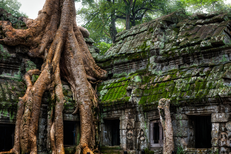 Enormous spung tree roots grow down around the doorways at Ta Prohm in Siem Reap, Cambodia.の写真素材