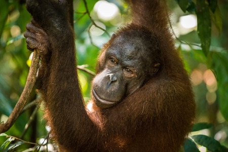 An adult female orangutan swings among the trees at a wildlife sanctuary in Malaysian Borneo.