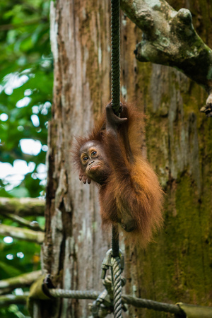 A baby orangutan hangs from a rope at a wildlife sanctuary in Malaysian Borneo.の写真素材