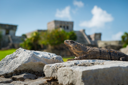 An iguana basks in the sunlight on the ancient ruins of Tulum, Mexico.の写真素材