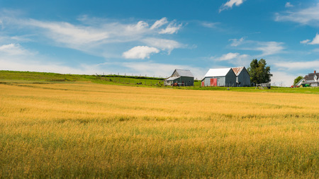 Wheat fields in New Brunswick, Canada.の写真素材