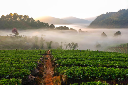 The sea mist on strawberry gardenの写真素材