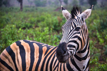 Zebra in the rain in Hluhluwe-Umfolozi Park - Durban - South Africa