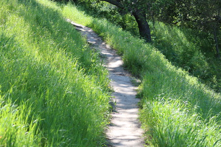 Grass Lined Hiking Trailの写真素材