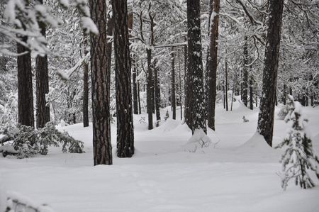 Bosco innevatoの写真素材