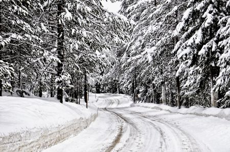 Sentiero nel bosco landscapeの写真素材