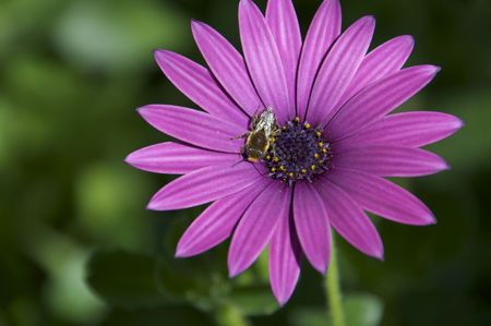 Daisyの写真素材