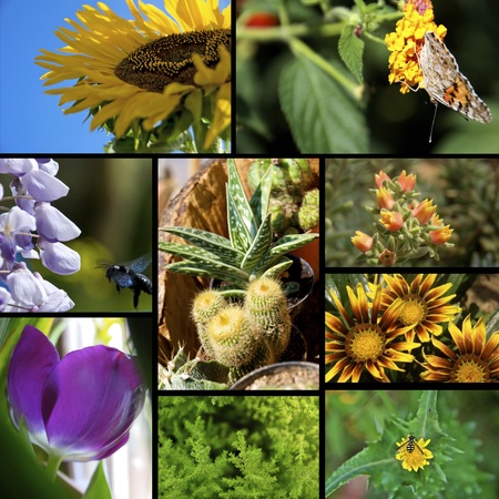 collage of several species of flowers の写真素材