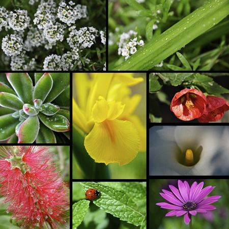 collage of several species of flowers の写真素材
