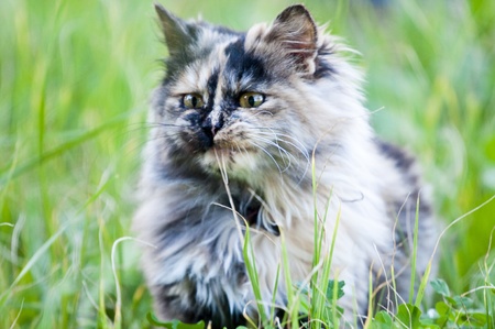 persian cat on grass, while eating a blade of grass の写真素材
