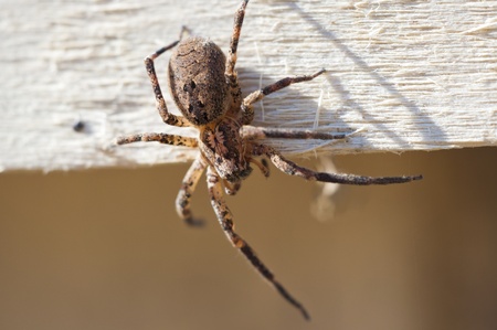 extreme close-up of a poisonous spider, tarantula species.の写真素材