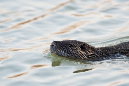 close up of a nutria while swimming in the lakeの写真素材