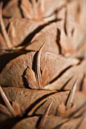 macro photo of a detail of a pine coneの写真素材