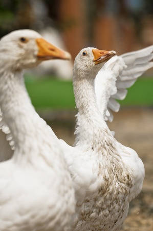 white gooses, as he looks toward the lensの写真素材