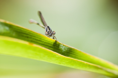Macro of a dragonfly, posing on a green stalk.