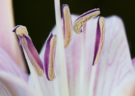 macro photo of the stamens of a violet flower.の写真素材