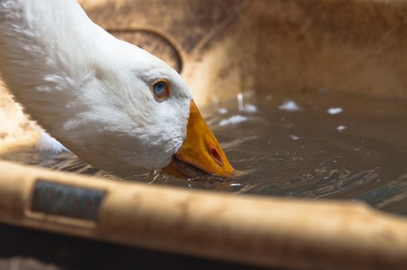 white goose while drinking water from the containerの写真素材