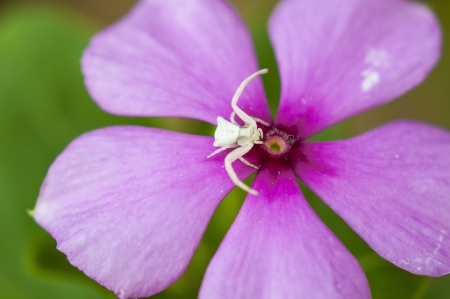 macro photo of the white spider on the flower  の写真素材