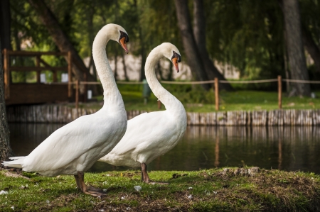 swans on pond,  in sunny day, nature seriesの写真素材