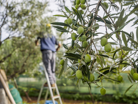 Traditional olive harvest in Italy, using poles and nets.の写真素材