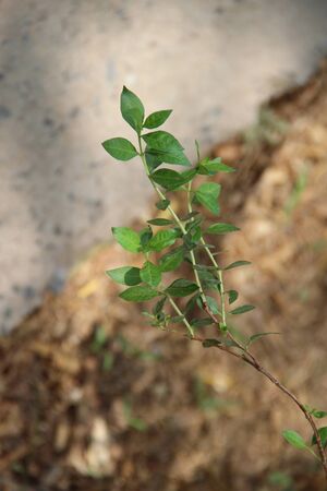 A green plant in backyardの写真素材