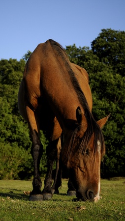 horse feeding in the fieldの写真素材