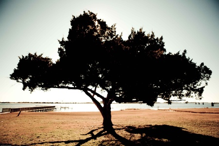 Tree on Beach