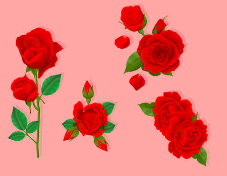 Beautiful red rose vector to design banners, posters, backgrounds,..etc.のイラスト素材