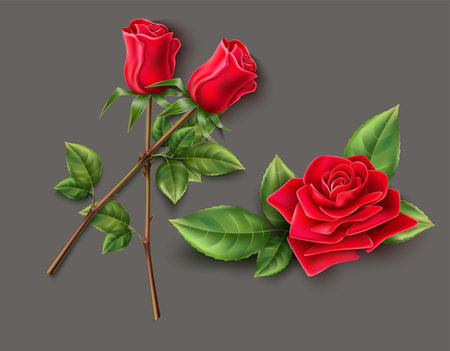 Red rose flower vector on grey background to design banners, posters, backgrounds,..etc.のイラスト素材