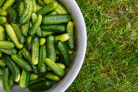 Close up cucumbers in the bowl at the background of the grass with the place for your text. Cucumber backgroundの写真素材