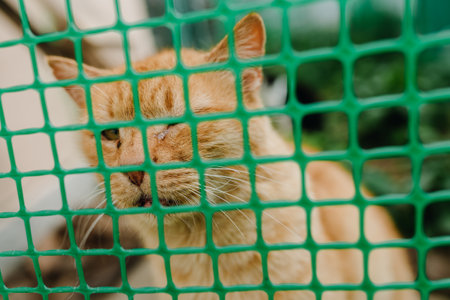 Orange blind homeless cat behind a green net. Animal protection conceptの写真素材
