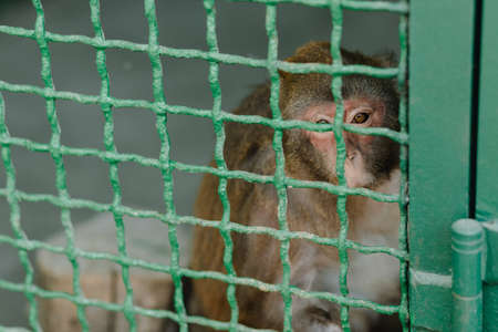 A monkey sits in a cage and looks at zoo visitors