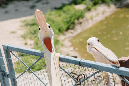 Two pelicans are looking at the camera close-up. Contact zooの写真素材