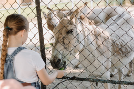 Happy little girl feeding donkeys in the zooの写真素材